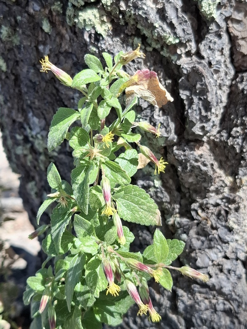 Brickellia secundiflora var. nepetifolia