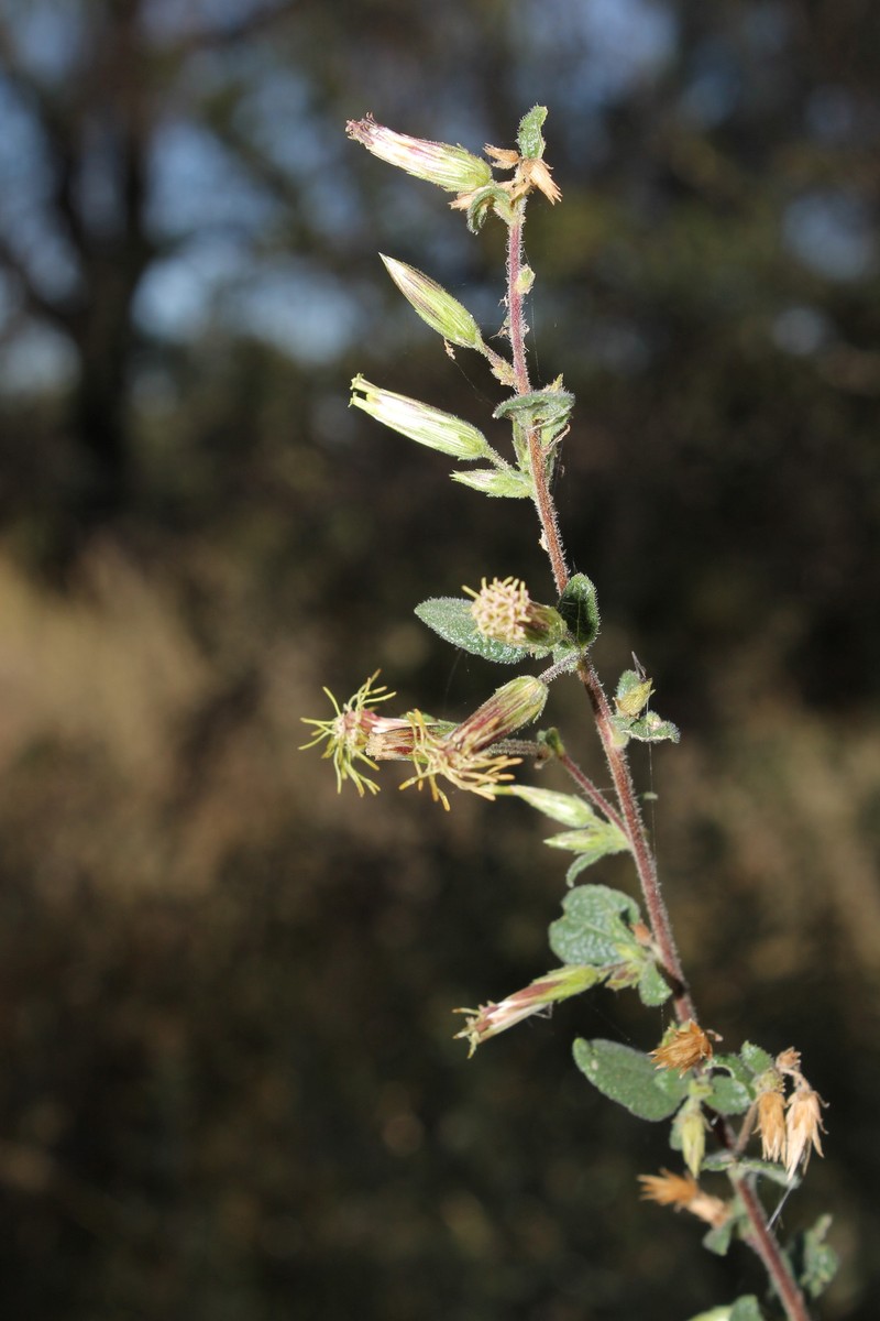 Brickellia secundiflora var. nepetifolia photo 2