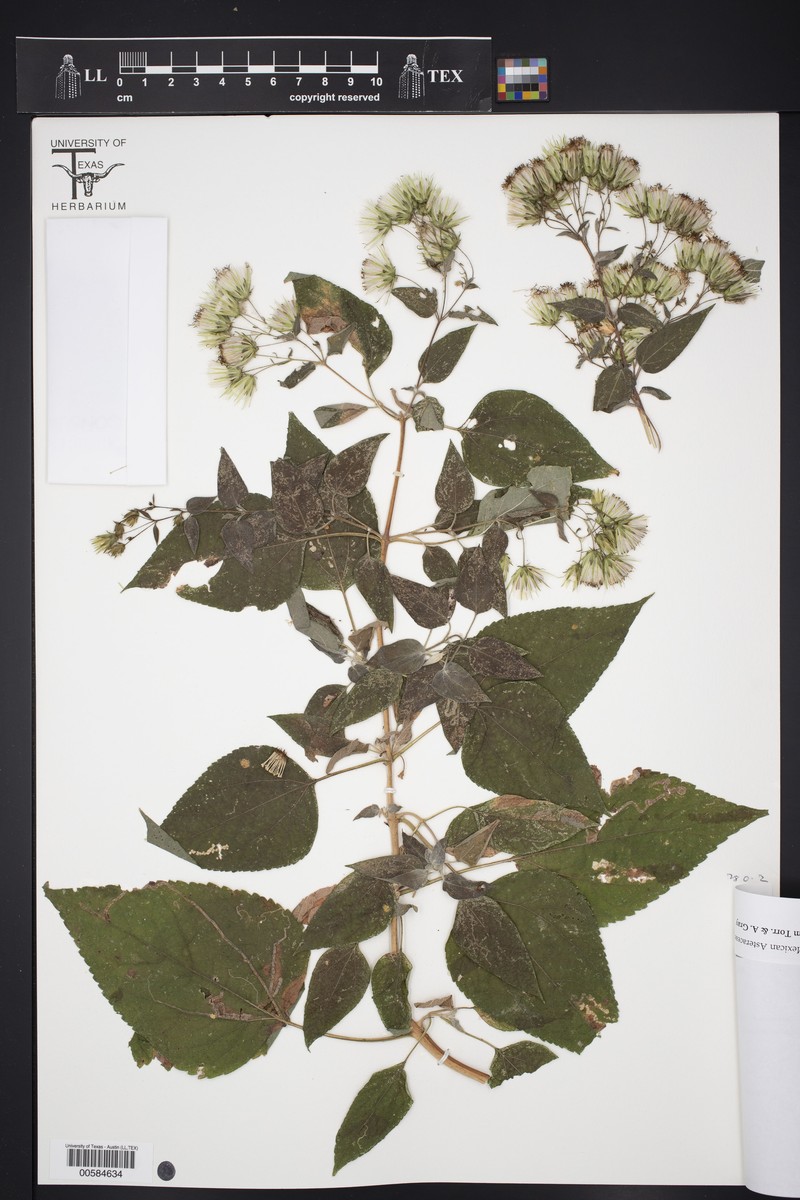 Brickellia secundiflora var. secundiflora