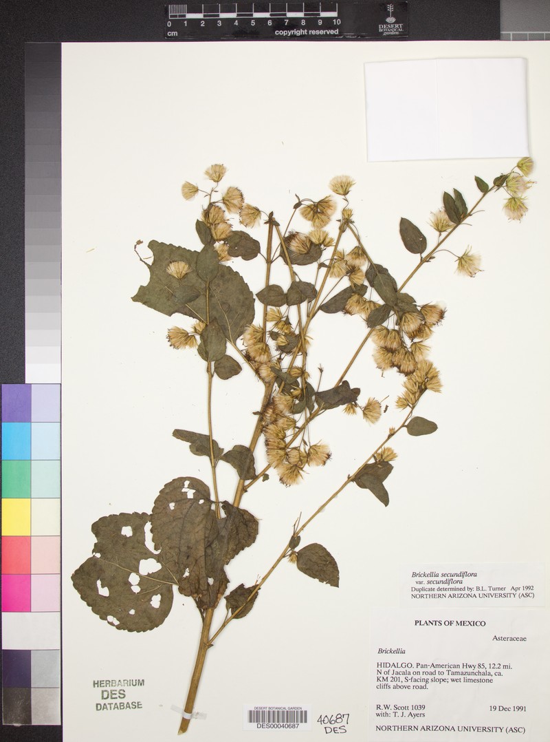 Brickellia secundiflora var. secundiflora photo 2