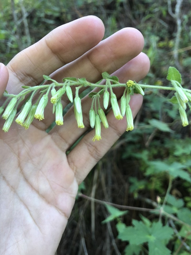 Brickellia seemannii