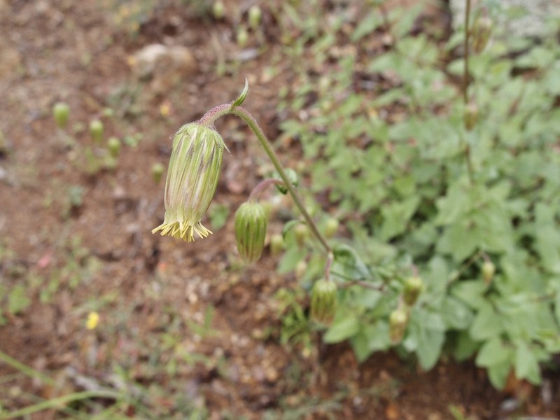 Sonoran Brickellbush