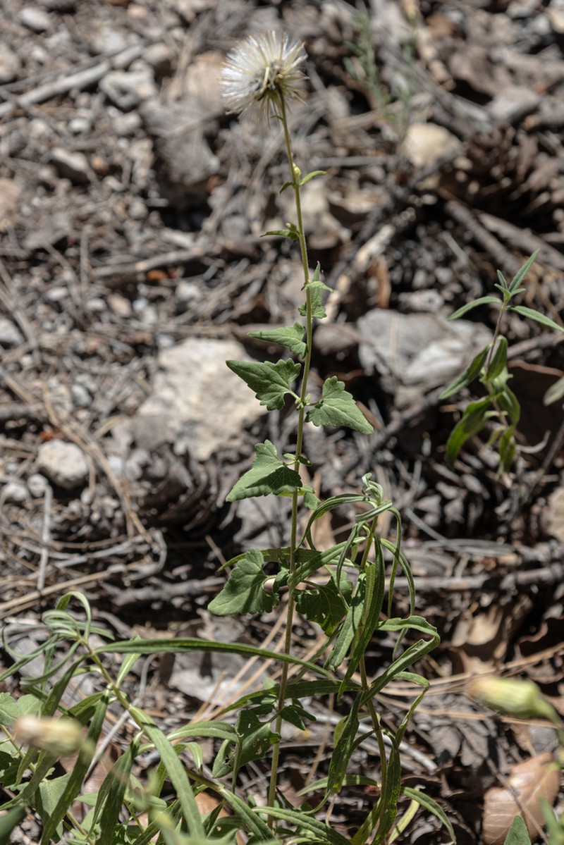 Sonoran Brickellbush photo 3