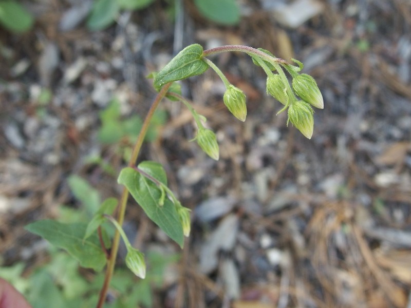 Sonoran Brickellbush photo 6