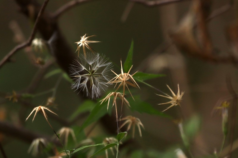 Brickellia sonorana