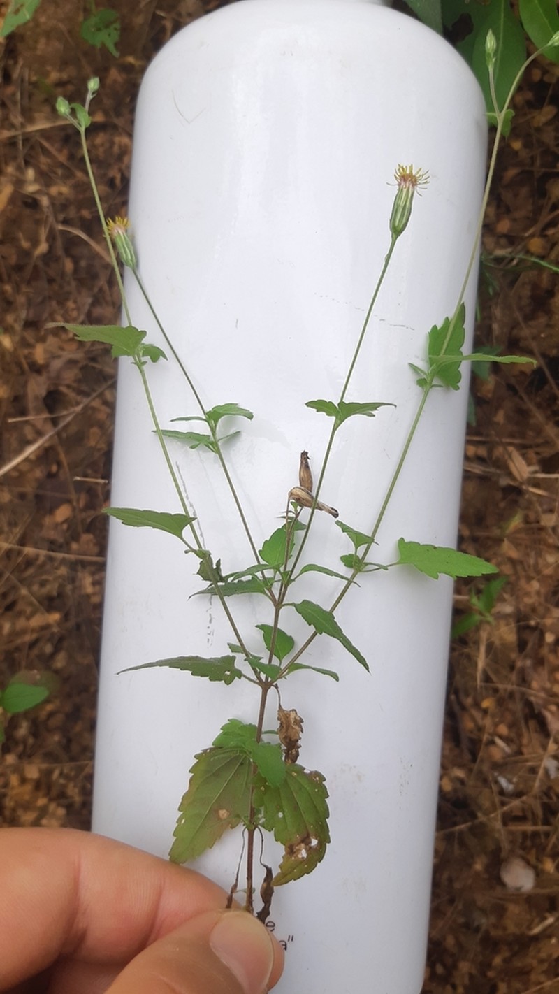 Brickellia sonorana photo 2