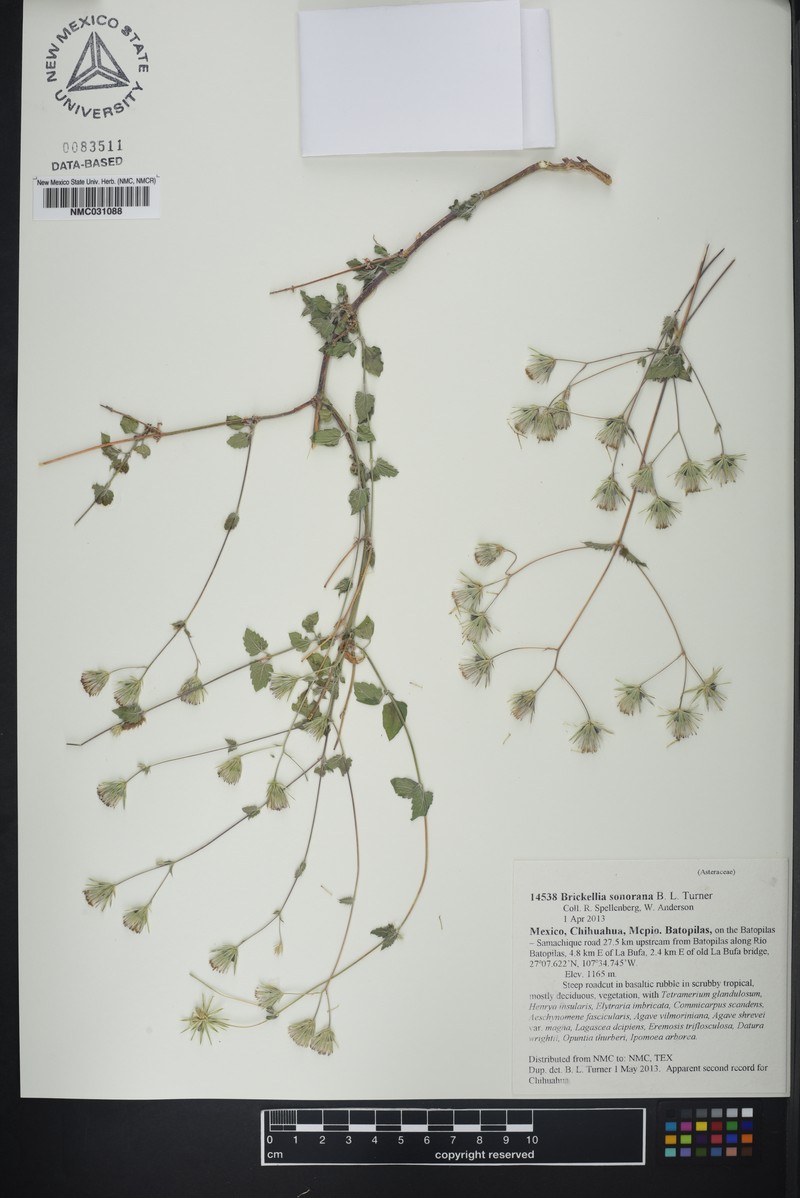 Brickellia sonorana photo 5
