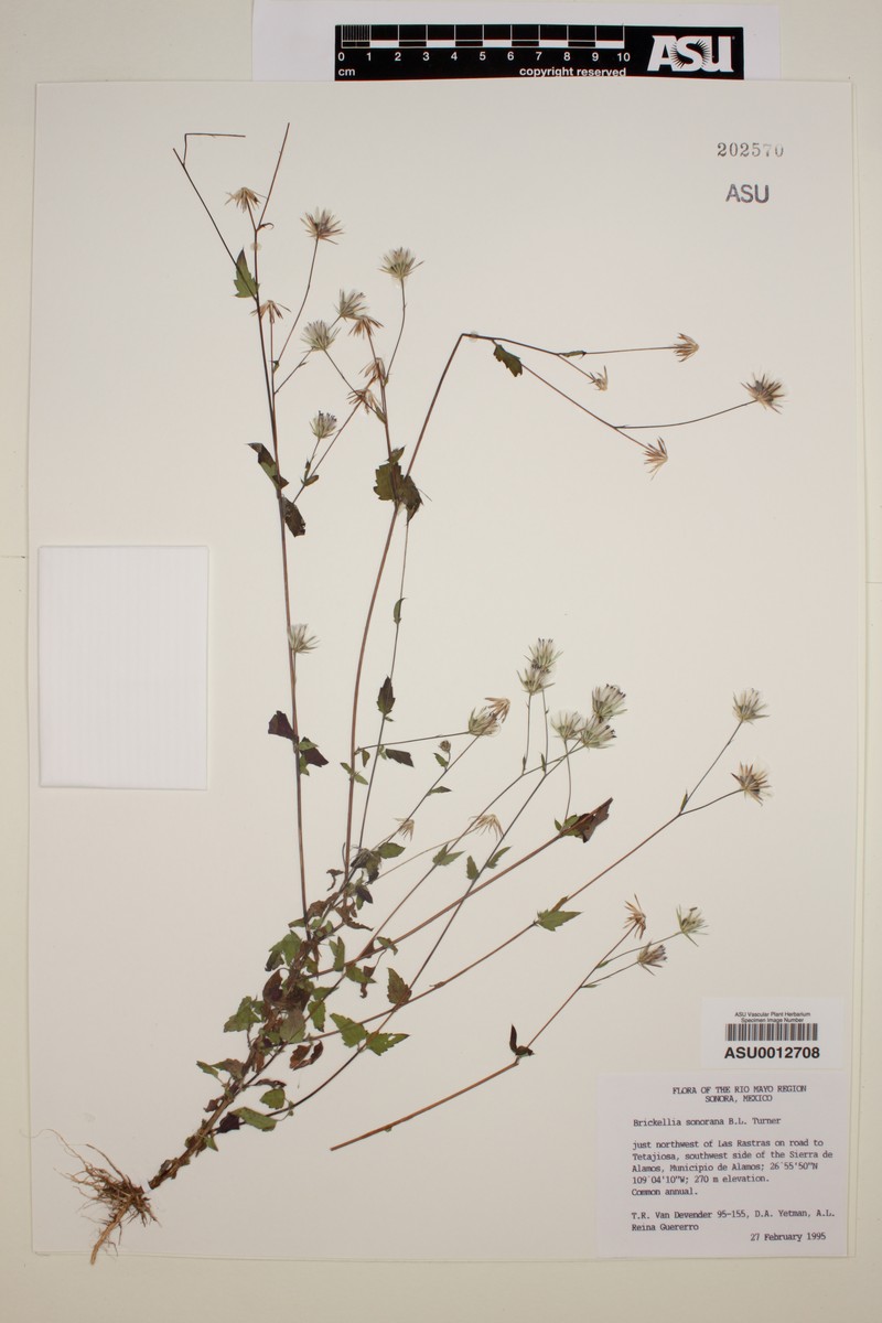 Brickellia sonorana photo 6