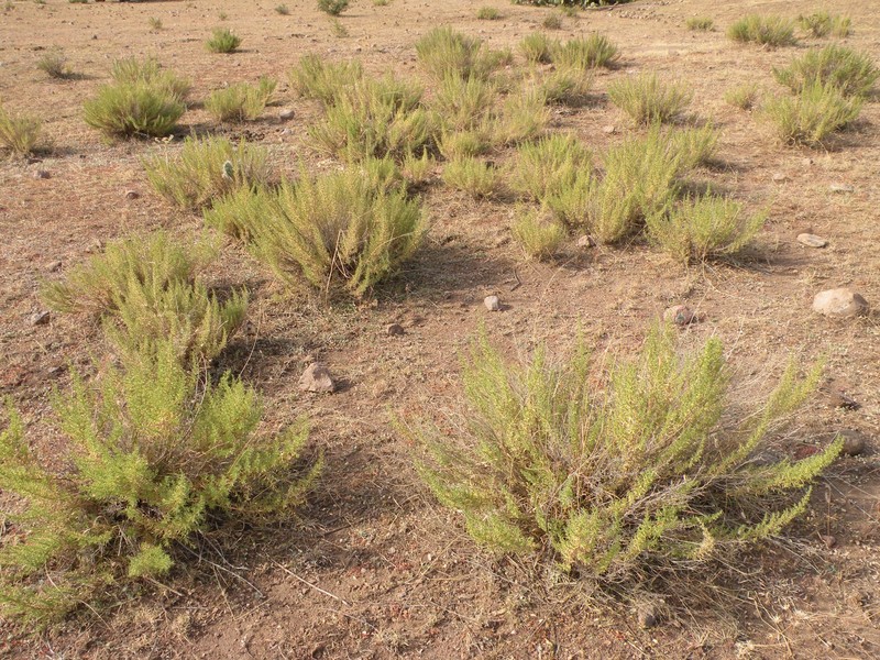 Brickellia spinulosa