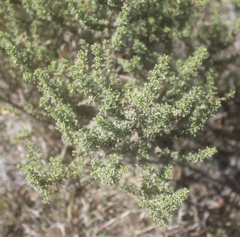 Brickellia spinulosa photo 3