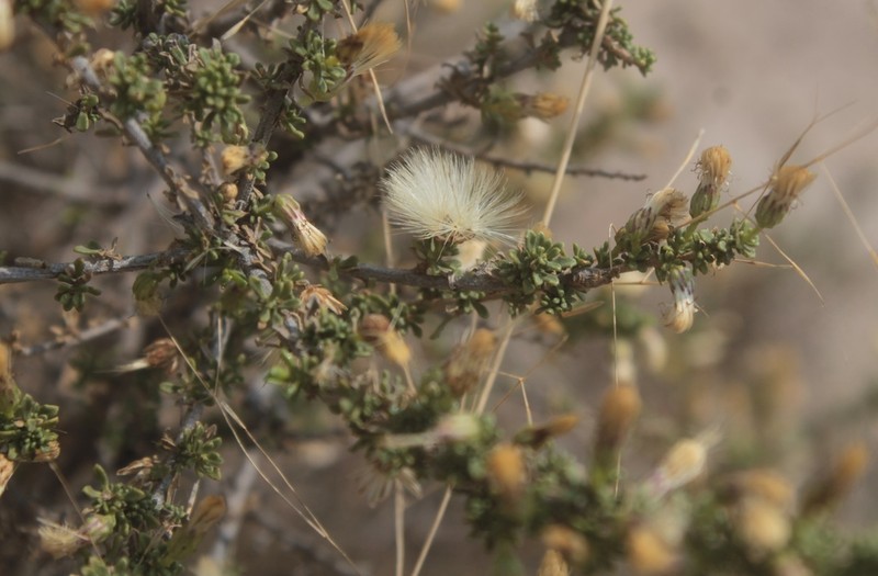 Brickellia spinulosa photo 4
