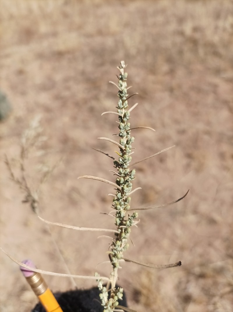 Brickellia spinulosa photo 5