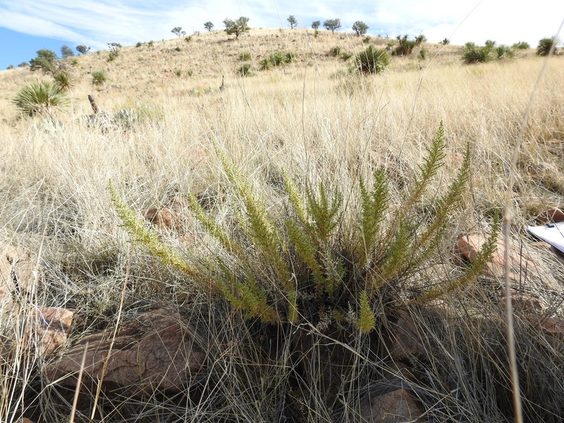 Brickellia spinulosa photo 6