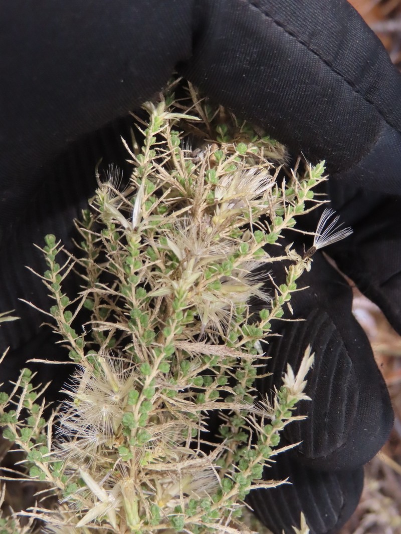 Brickellia spinulosa photo 7