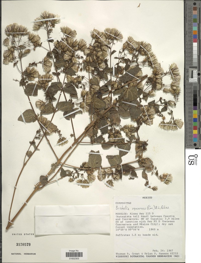 Brickellia squarrosa