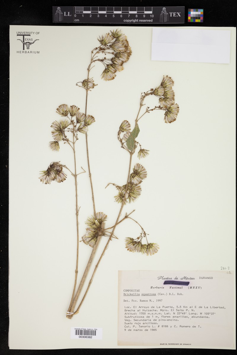 Brickellia squarrosa photo 2