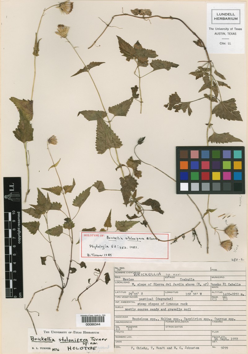 Brickellia stolonifera