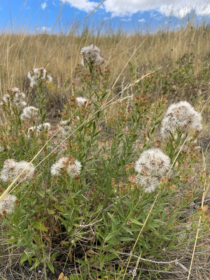 Brickellia suaveolens