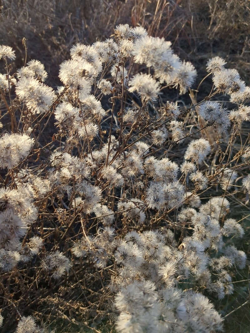 Brickellia suaveolens photo 3