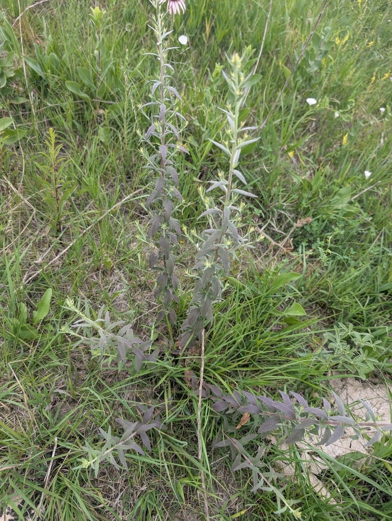 Brickellia suaveolens photo 4