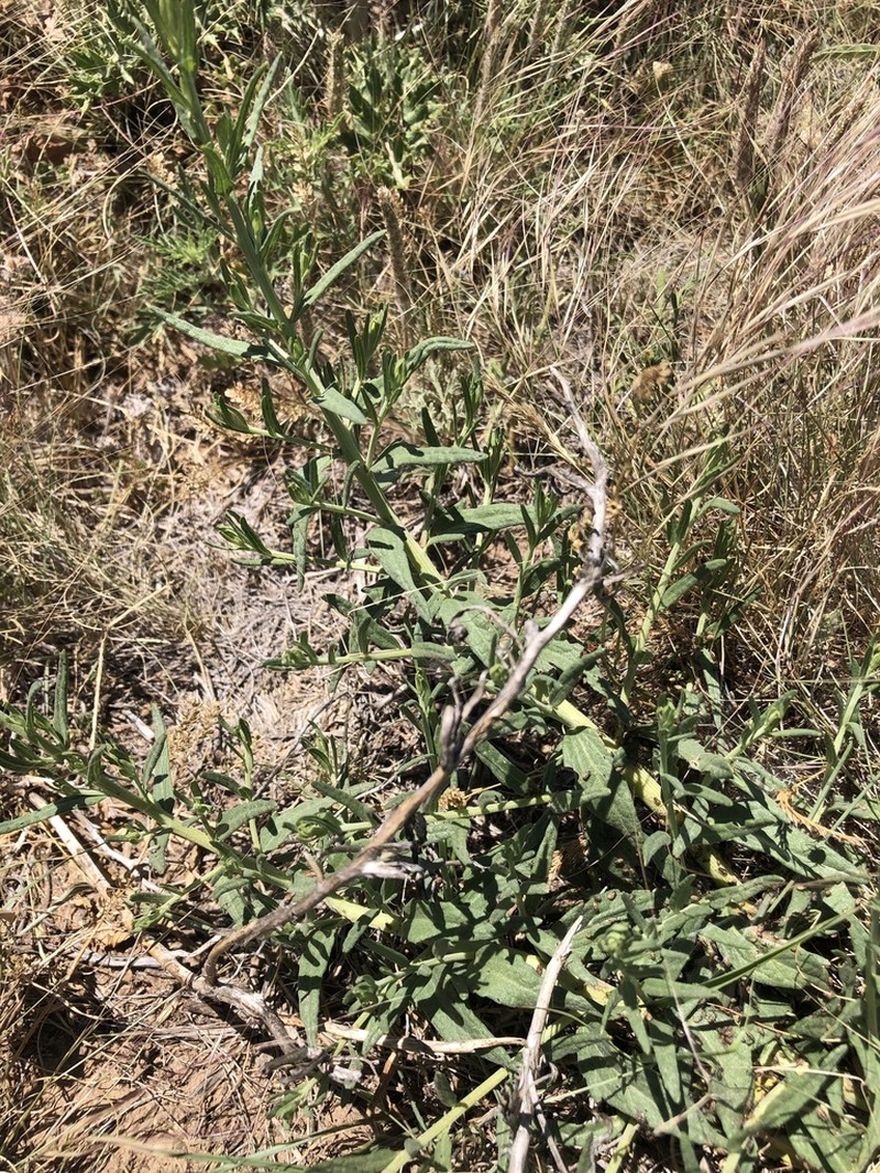 Brickellia suaveolens photo 5