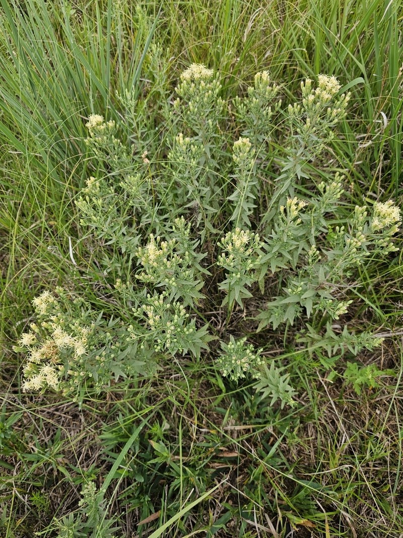 Brickellia suaveolens photo 6