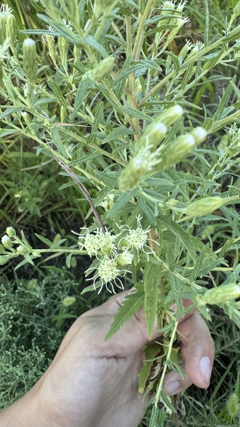Brickellia suaveolens photo 8