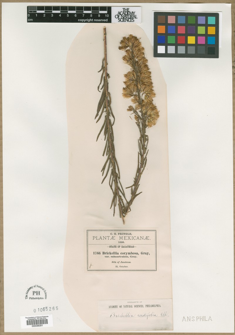 Brickellia subauriculata