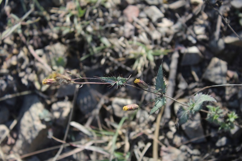 Brickellia subuligera