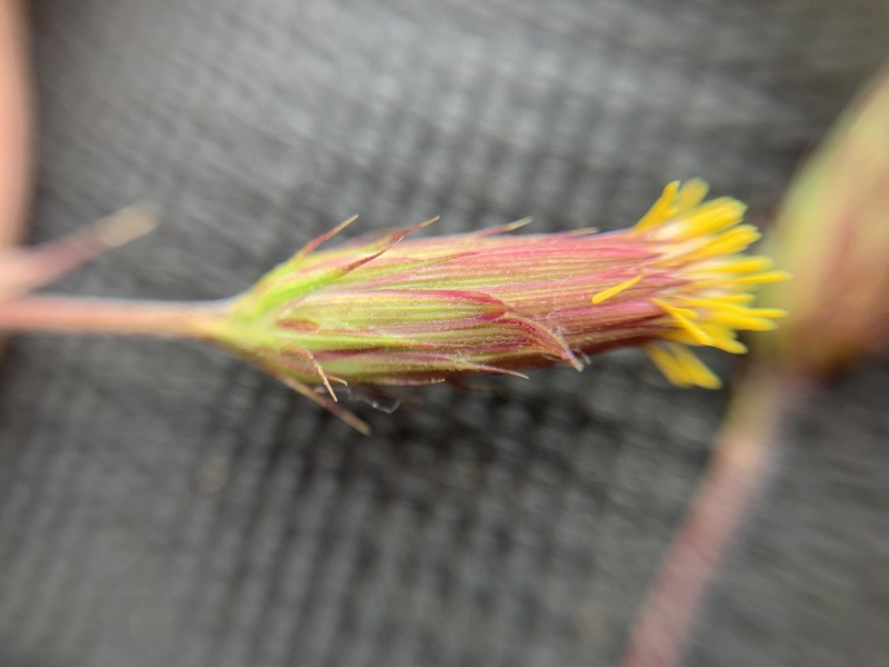 Brickellia subuligera photo 2
