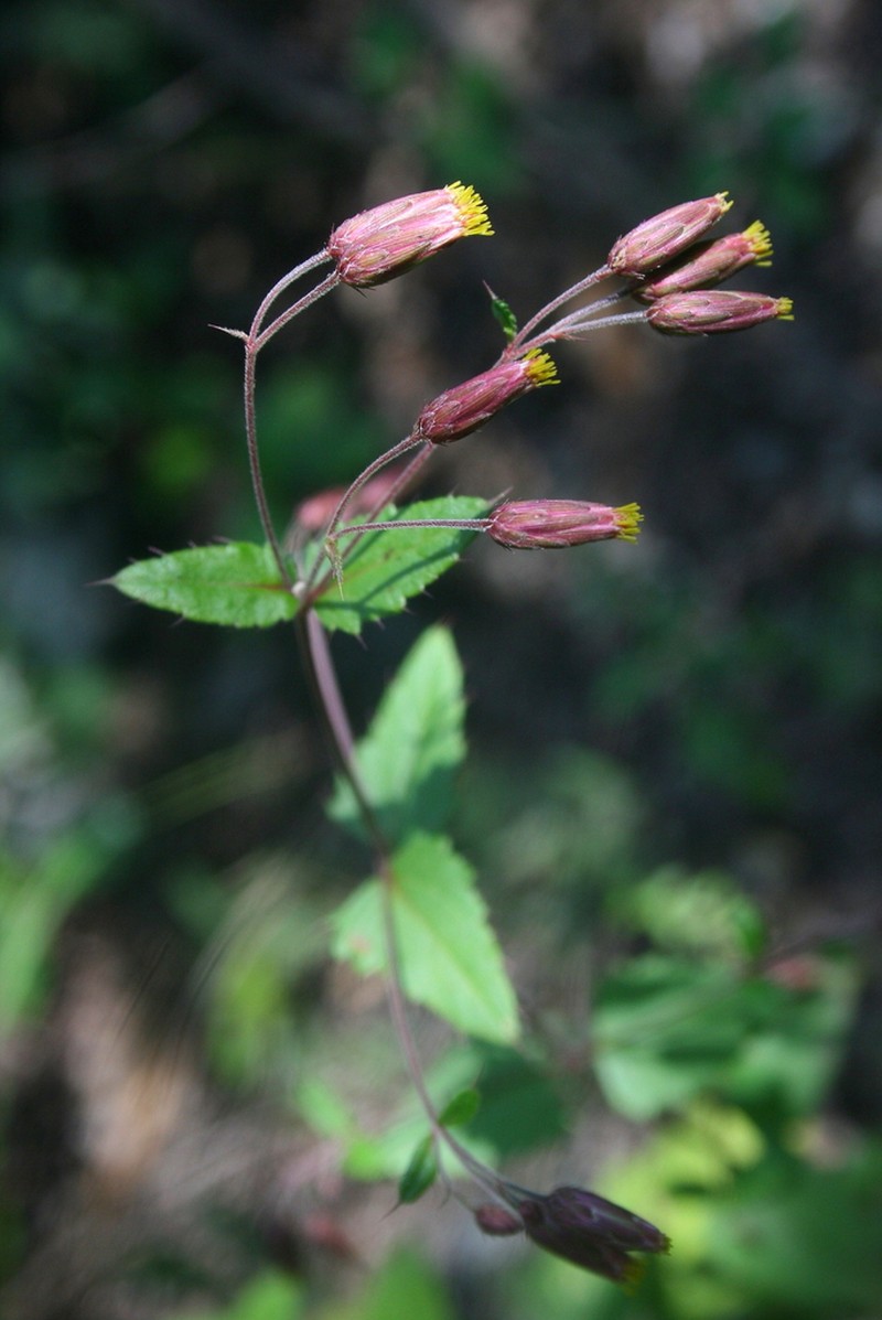 Brickellia subuligera photo 3
