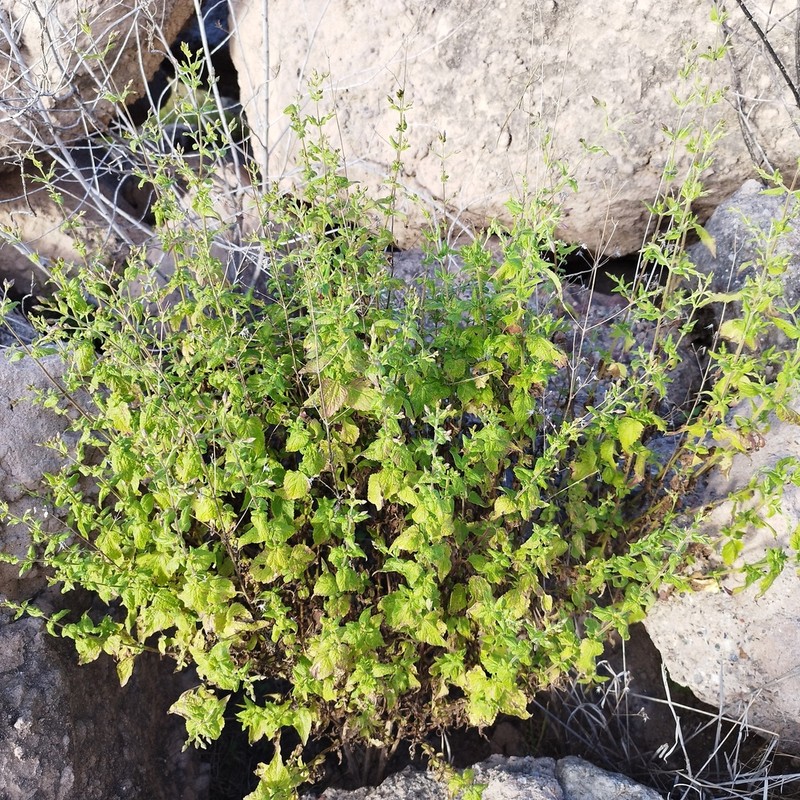 Brickellia subuligera photo 4