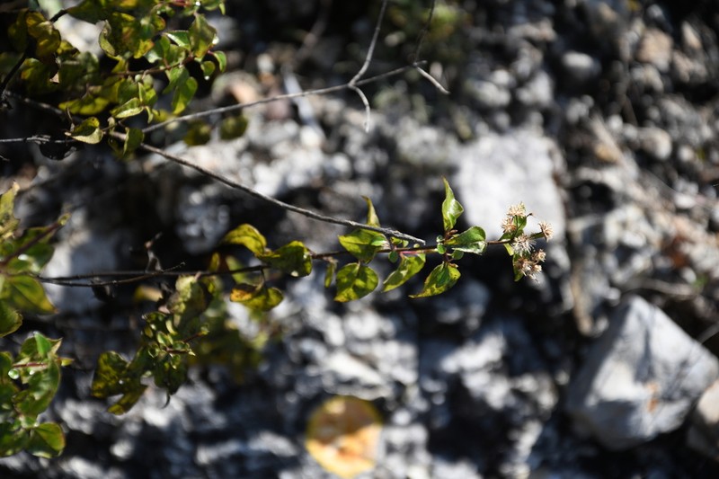 Brickellia subuligera photo 5