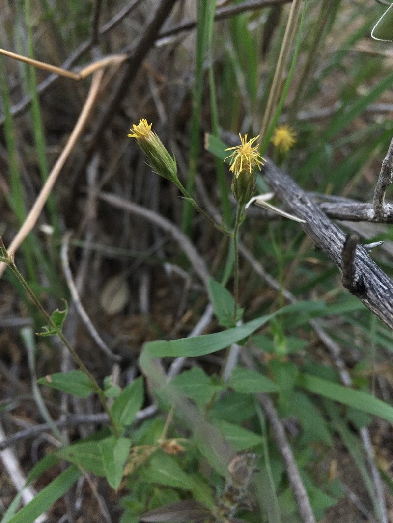 Brickellia subuligera photo 6