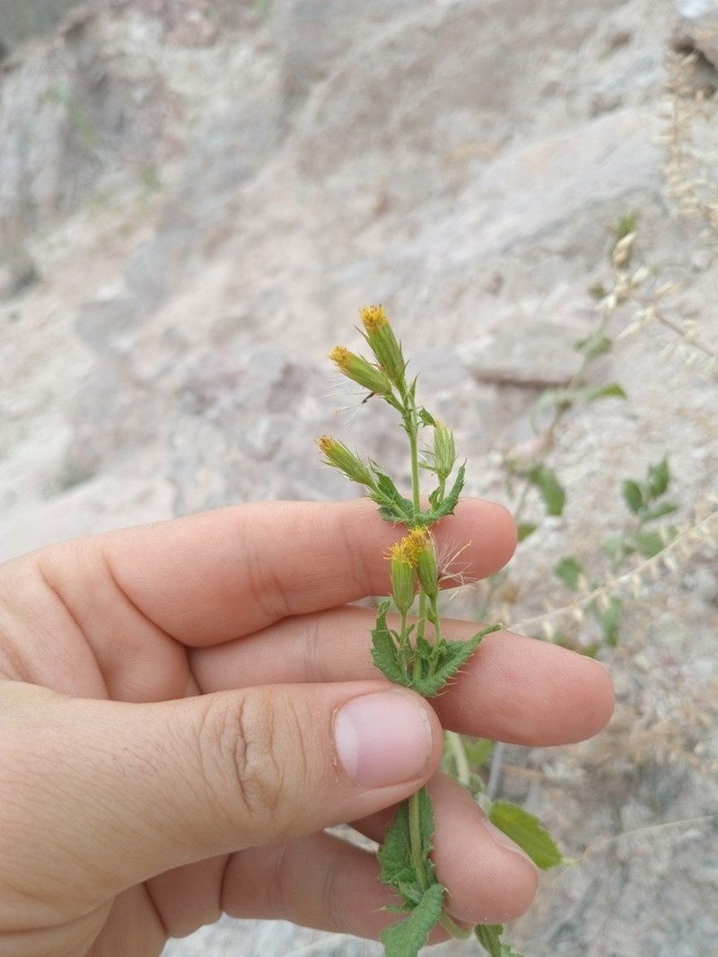 Brickellia subuligera photo 7