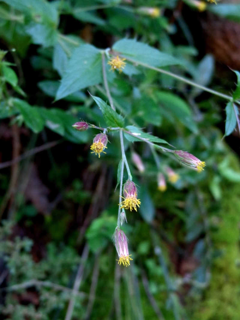 Brickellia subuligera photo 8