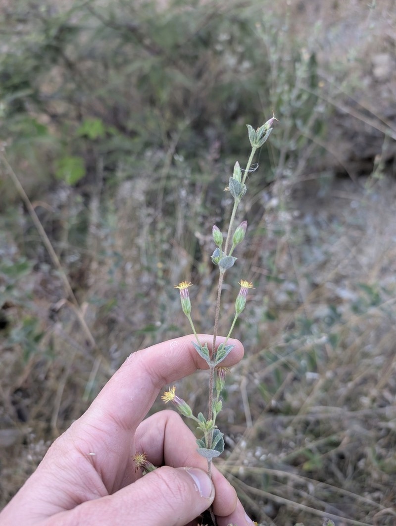 Brickellia tomentella