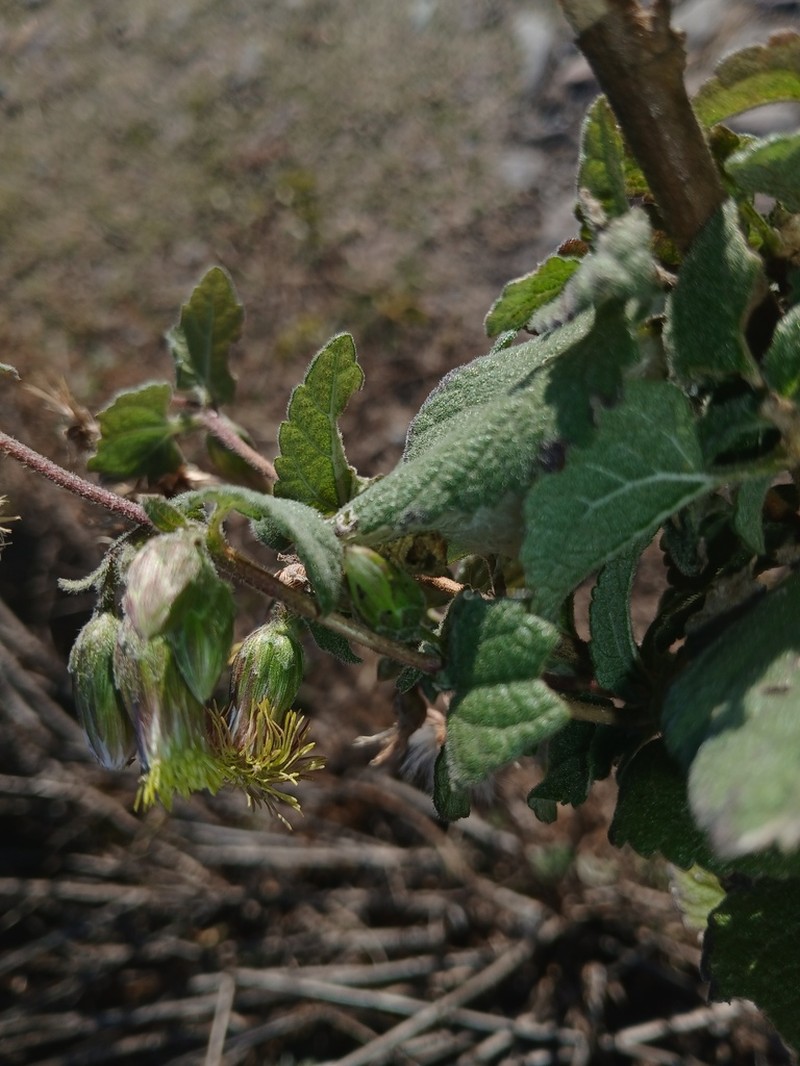 Brickellia tomentella photo 2