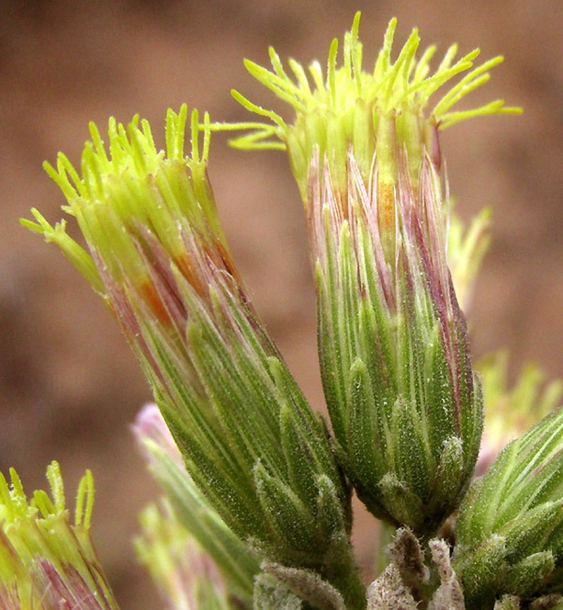 Brickellia tomentella photo 4