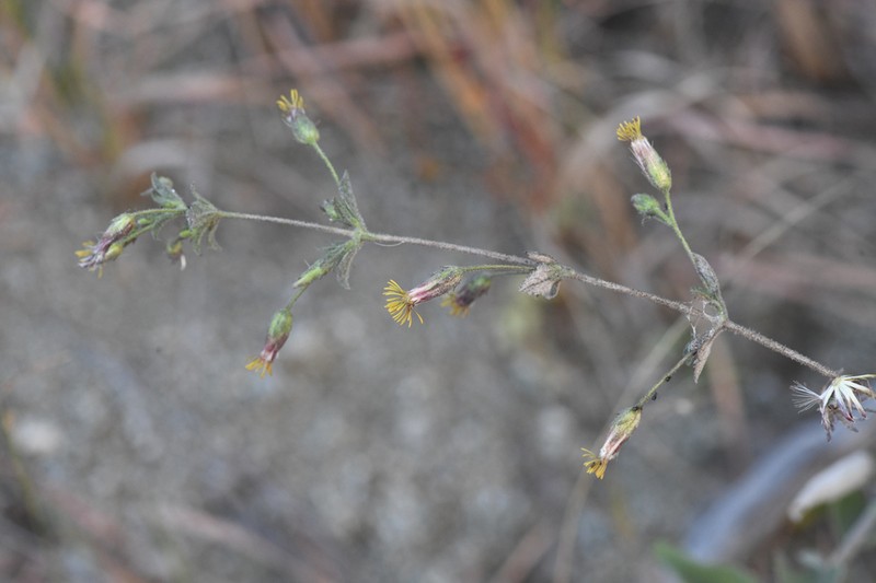 Brickellia tomentella photo 5