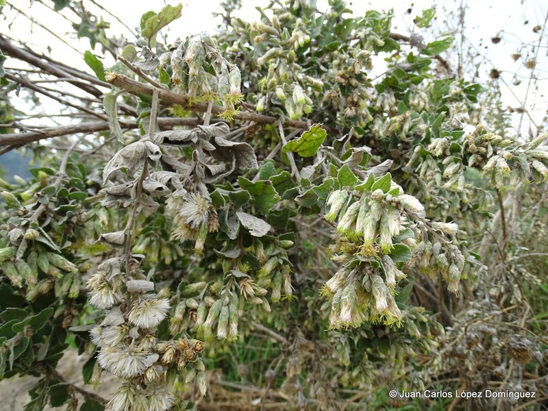 Brickellia tomentella photo 6