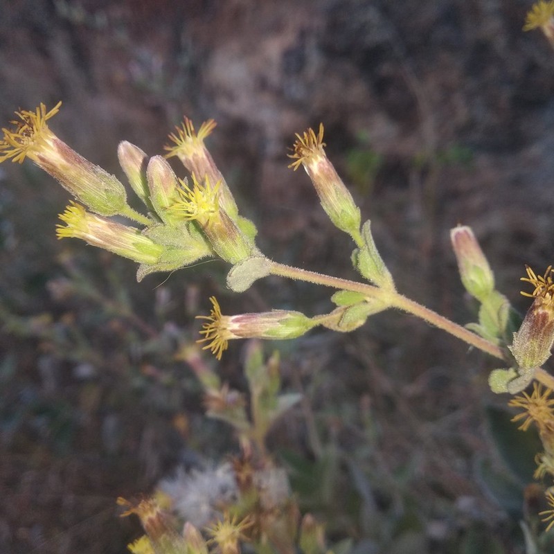 Brickellia tomentella photo 7
