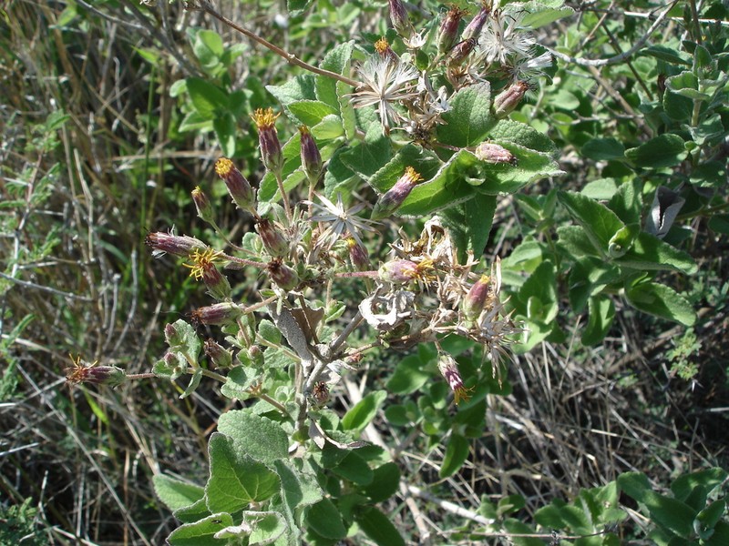 Brickellia tomentella photo 8