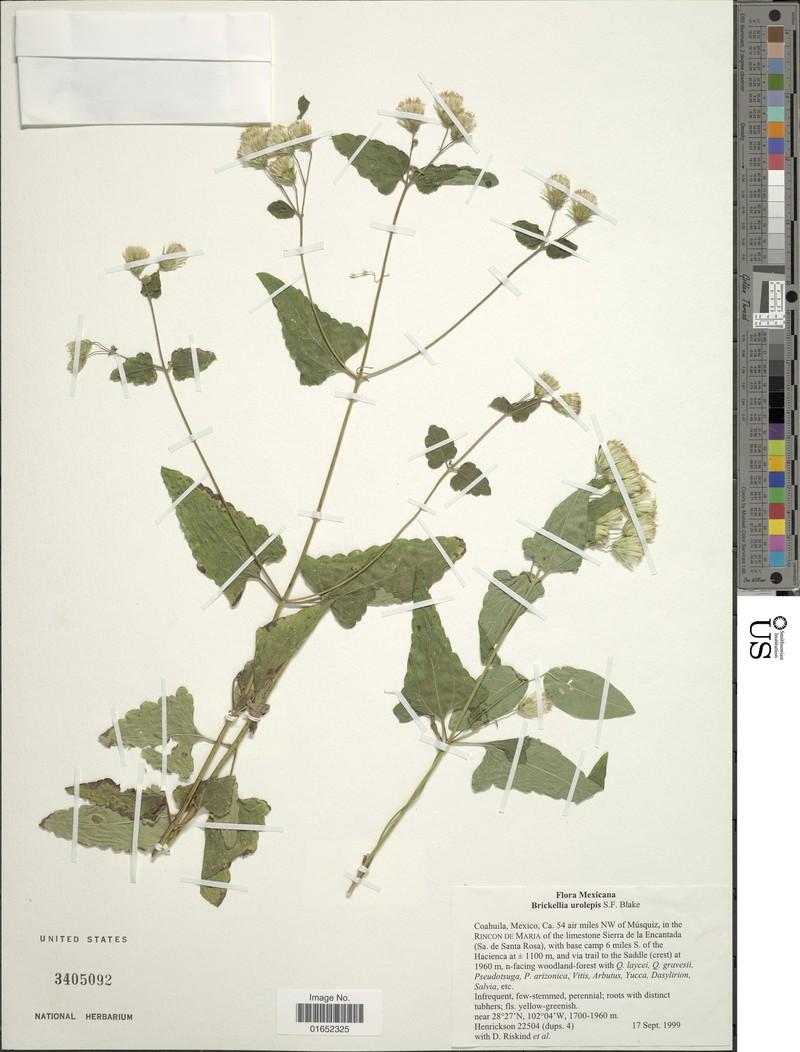Brickellia urolepis