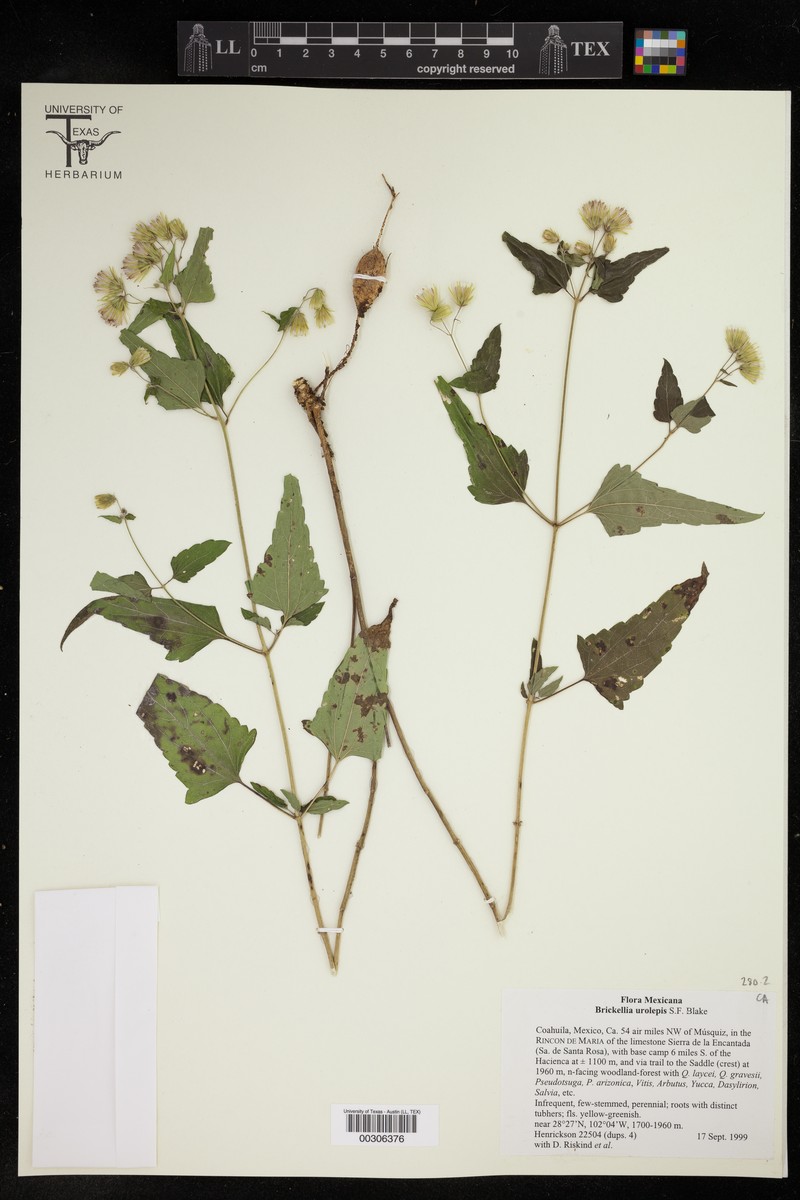 Brickellia urolepis photo 2