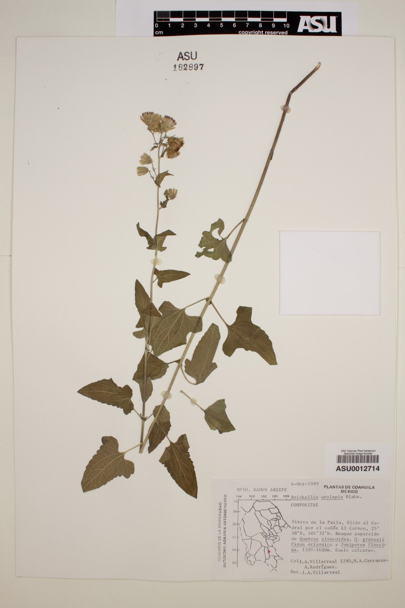 Brickellia urolepis photo 3