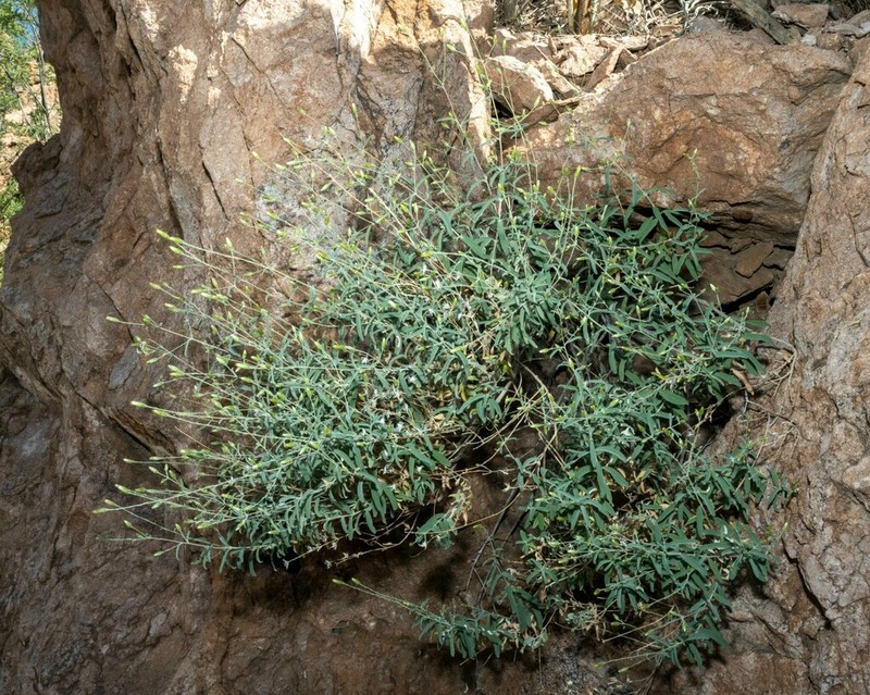 Veiny Brickellbush