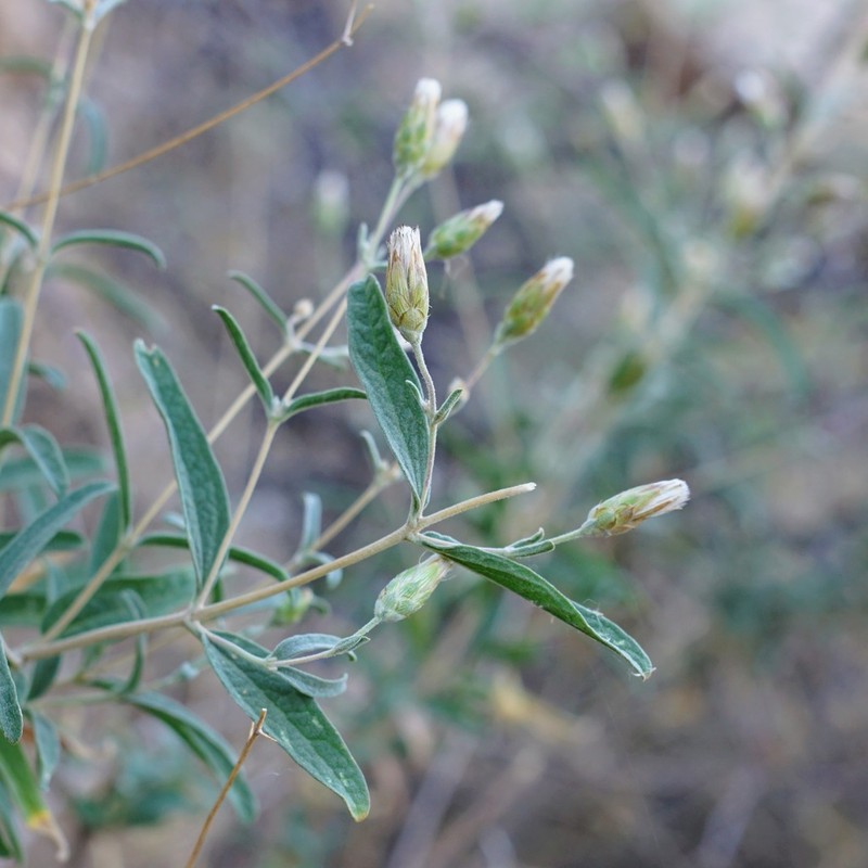 Veiny Brickellbush photo 2