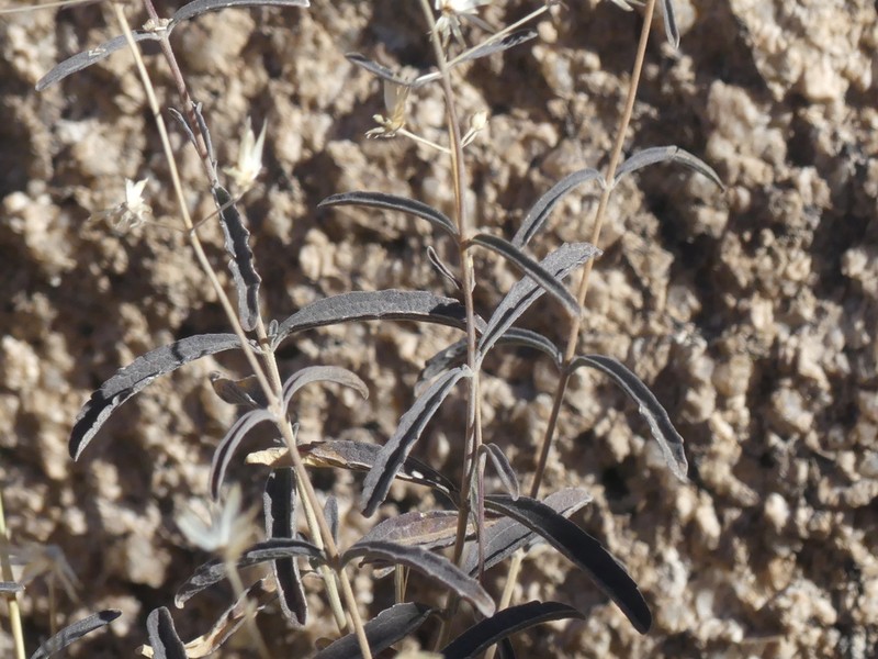Veiny Brickellbush photo 4