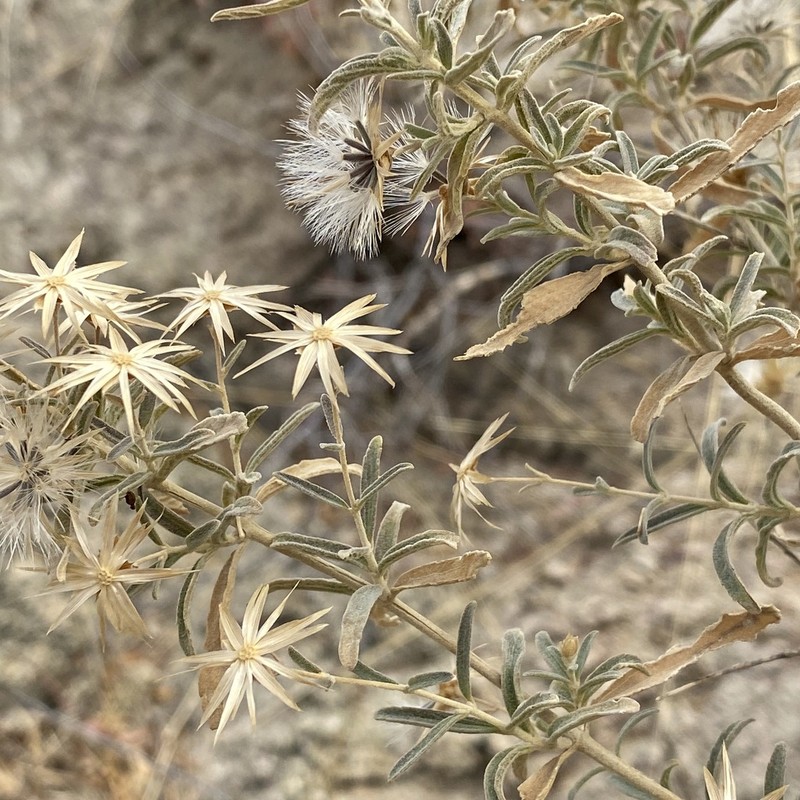 Veiny Brickellbush photo 5